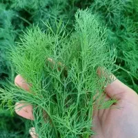 شوید تازه|خوردنی و آشامیدنی|اصفهان, ارداجی|دیوار