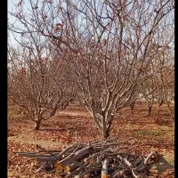 خرید چوب|خدمات باغبانی و درختکاری|هندیجان, |دیوار