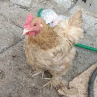 مرغ خروس محلی