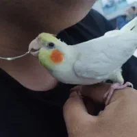 عروس هلندی جوجه نر