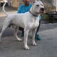 داگو آرژلنتینو .|سگ|بومهن, |دیوار