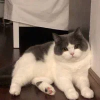 شهر گربه‌ میوهاپ(پرشین/بریتیش/اسکاتیش)|گربه|مشهد, سجاد شهر|دیوار