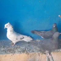 کفتر ماده جوجه|پرنده|قم, زند آباد|دیوار