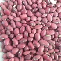 ۵تن لوبیا کشت دوم غرق ابی بذری