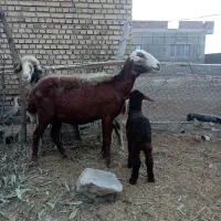 گوسفند بره دار