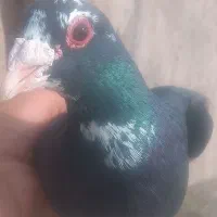 نر پلنگ