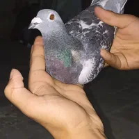 کبوتر پلاکی 1200