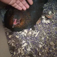 مرغ رسمی کرچ|حیوانات مزرعه|ماهدشت, |دیوار