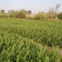 زمین کشاورزی روستای پیری بنیاد|فروش دفتر صنعتی، کشاورزی، تجاری|زابل, |دیوار