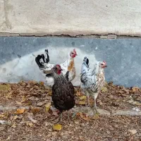 مرغ و بوقلمون