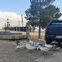 kmct9|خودرو سواری و وانت|تهران, فردوسی|دیوار