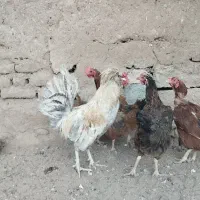 فروش مرغ و خروس و اردک وجوجه|حیوانات مزرعه|خواف, |دیوار