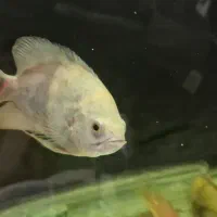 معاوضه ماهی با ماهی|ماهی|شیراز, دروازه اصفهان|دیوار