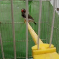 ۵ عدد فنچ با تمام لوازم|پرنده|مشهد, آیت الله کاشانی|دیوار