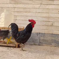 خروس استرالوپ|حیوانات مزرعه|اصفهان, کساره|دیوار