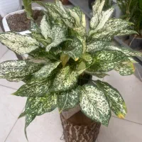 باغ گل