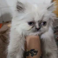 بچه گربه هیمالین