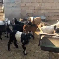 کهره سبک|حیوانات مزرعه|شیراز, کوشک بیدک|دیوار