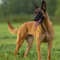 بلژین مالینویز اورجینال ماده ۱۱ ماهه شناسنامه دار|سگ|آمل, |دیوار