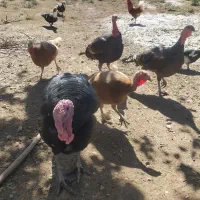 ۵عدد بوقلمون ۳تا ماده و۲تا نر