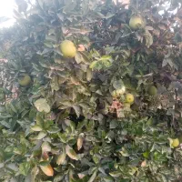 فروش یک قطعه باغ مرکبات