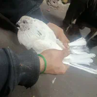 کبوتر پرشی|پرنده|قم, ولیعصر|دیوار