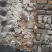 ۷تا جوجه المانی ناتاب ازتاب در نیامدن