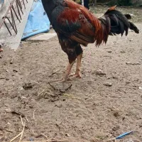 خروس درشت لاری