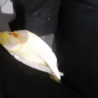 جوجه عروس هلندی|پرنده|تهران, هفده شهریور|دیوار