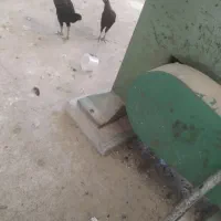 ۲عدد جوجه مرغ۵ماهه