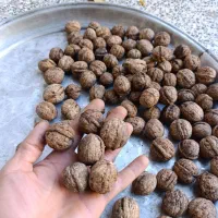 گردو محلی درجه یک کاغذی