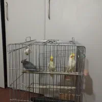 عروس هلندی لوتینو