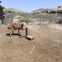 قوچ چینی