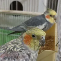 عروس هلندی سخنگو و دستی|پرنده|نسیمشهر, |دیوار