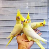 جوجه عروس هلندی تازه دونه خور شدن