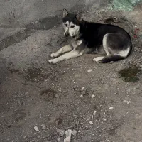 سگ هاسکی ماده