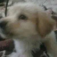 توله پامرشیتزو