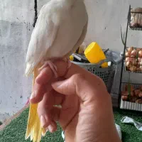 طوطی عروس لوتینو دستی|پرنده|فومن, |دیوار