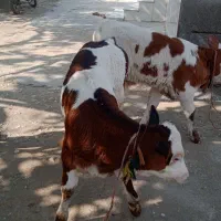 گوساله تلیسه