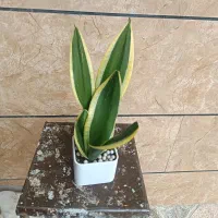 گل سانسوریا