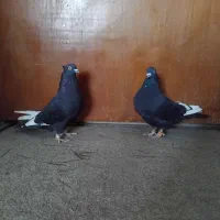 جفت زاغ کاکلی  ملقی