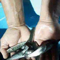 بچه ماهی قزل