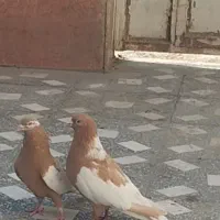 کبوتر شتری افغان