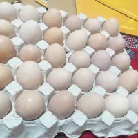 تخم‌مرغ‌محلی