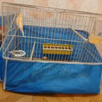 قناری نرماده|پرنده|چاروسا, |دیوار