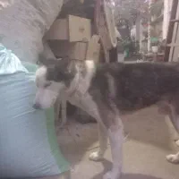 واگذاری فروش