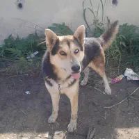 سگ نژاد دار حرف گوش کن شکاری تک شناس هم نیست