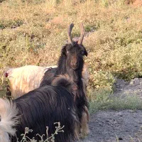 فروش دوبر جوان|حیوانات مزرعه|شیراز, شهدای شهرک سعدی|دیوار