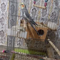 عروس هلندی سخنگو