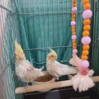 چهار عدد جوجه عروس هلندی سه ماهه
